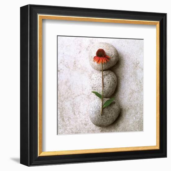 Coneflower On Stone-Glen and Gayle Wans-Framed Giclee Print