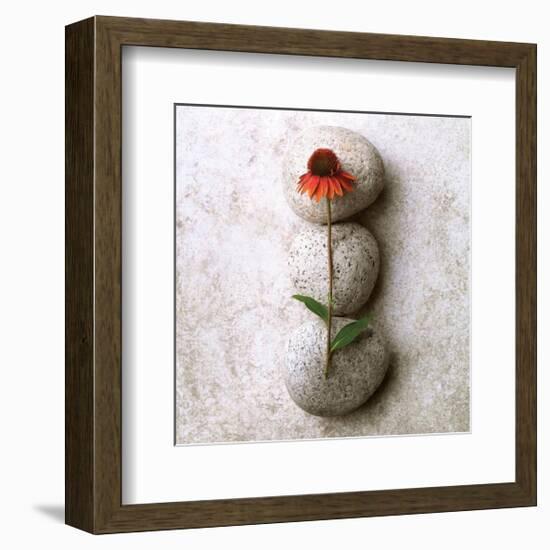 Coneflower On Stone-Glen and Gayle Wans-Framed Giclee Print