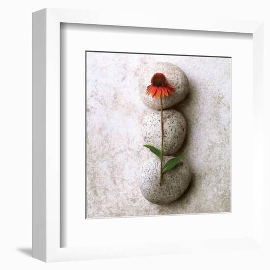 Coneflower On Stone-Glen and Gayle Wans-Framed Giclee Print