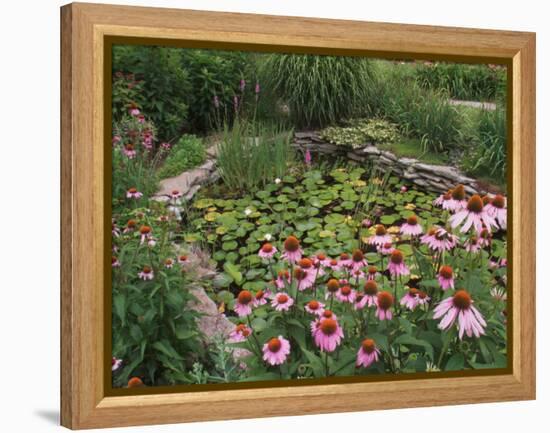 Coneflowers Around Water Garden, Louisville, Kentucky, USA-Adam Jones-Framed Premier Image Canvas