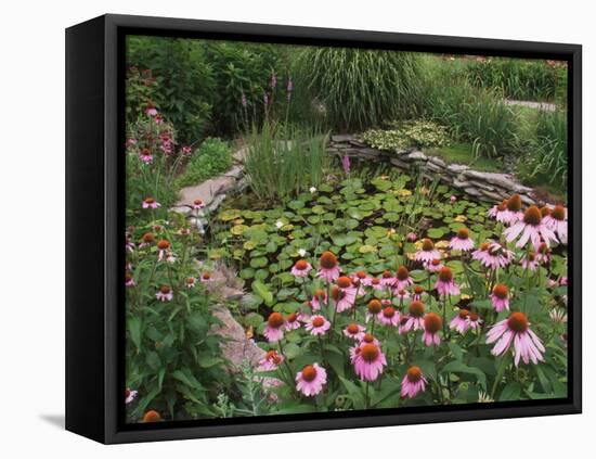 Coneflowers Around Water Garden, Louisville, Kentucky, USA-Adam Jones-Framed Premier Image Canvas