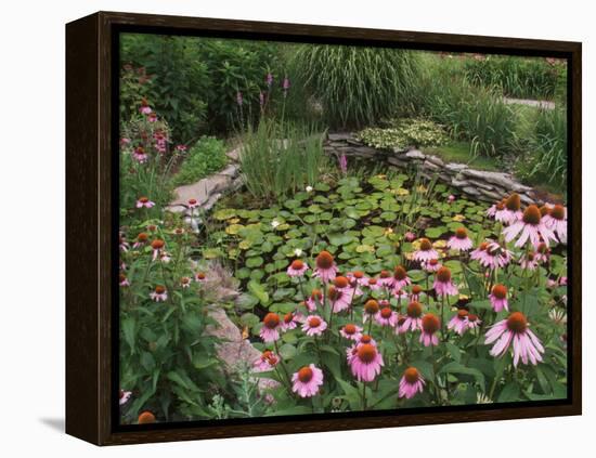 Coneflowers Around Water Garden, Louisville, Kentucky, USA-Adam Jones-Framed Premier Image Canvas