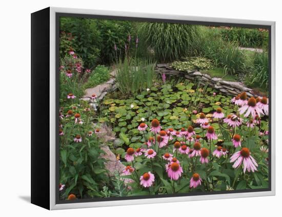 Coneflowers Around Water Garden, Louisville, Kentucky, USA-Adam Jones-Framed Premier Image Canvas