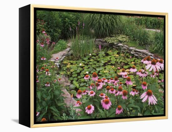 Coneflowers Around Water Garden, Louisville, Kentucky, USA-Adam Jones-Framed Premier Image Canvas