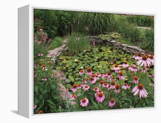 Coneflowers Around Water Garden, Louisville, Kentucky, USA-Adam Jones-Framed Premier Image Canvas