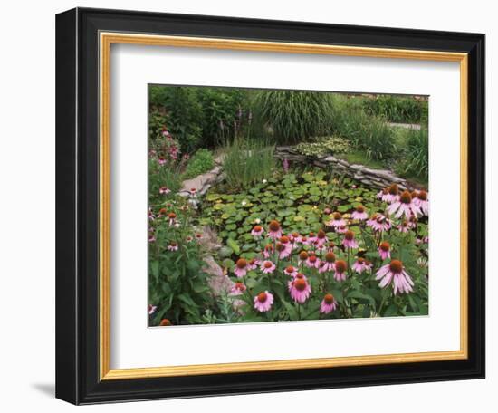 Coneflowers Around Water Garden, Louisville, Kentucky, USA-Adam Jones-Framed Photographic Print