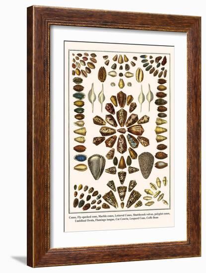 Cones, Fly-Specked Cone, Marble Cones, Lettered Cones, Shuttlecock Volvas, Polyglot Cones, etc.-Albertus Seba-Framed Art Print