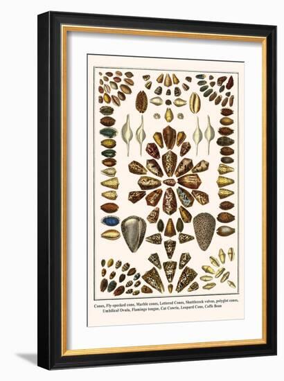 Cones, Fly-Specked Cone, Marble Cones, Lettered Cones, Shuttlecock Volvas, Polyglot Cones, etc.-Albertus Seba-Framed Art Print