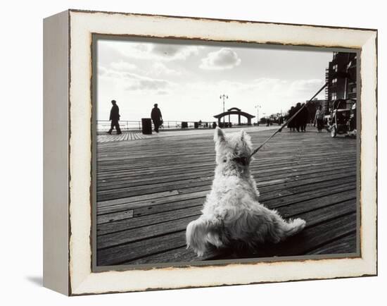 Coney Island Dog, NY, 2006-null-Framed Premier Image Canvas