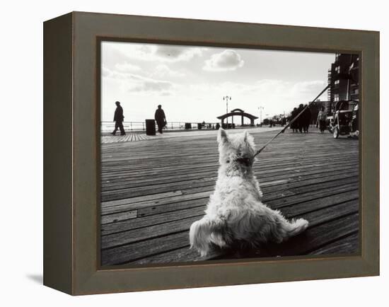 Coney Island Dog, NY, 2006-null-Framed Premier Image Canvas