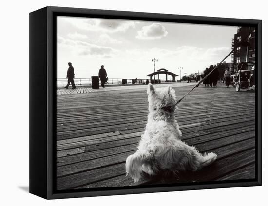 Coney Island Dog, NY, 2006-null-Framed Premier Image Canvas