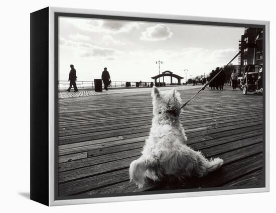 Coney Island Dog, NY, 2006-null-Framed Premier Image Canvas