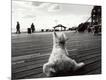 Photographic Print