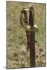 Confederate Sword, Shiloh National Military Park, Tennessee-null-Mounted Photographic Print