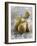 Conference Pears-Kai Schwabe-Framed Photographic Print