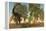 Confrontation Between an Apatosaurus and a Group of Ceratosaurus-Stocktrek Images-Framed Stretched Canvas