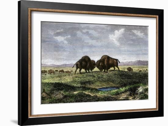 Confrontation Between Bulls in a Buffalo Herd, Great Plains-null-Framed Giclee Print