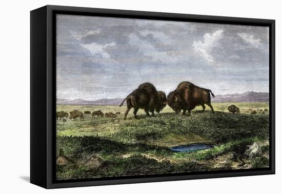 Confrontation Between Bulls in a Buffalo Herd, Great Plains-null-Framed Premier Image Canvas