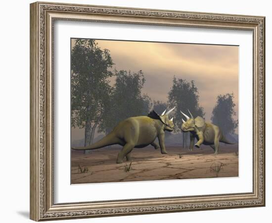 Confrontation Between Two Triceratops-null-Framed Art Print