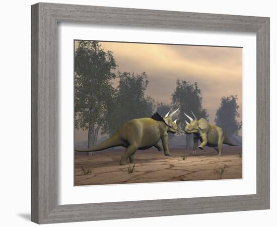 Confrontation Between Two Triceratops-null-Framed Art Print