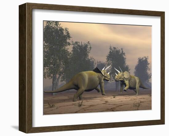 Confrontation Between Two Triceratops-null-Framed Art Print