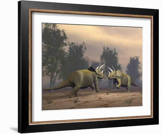 Confrontation Between Two Triceratops-null-Framed Art Print