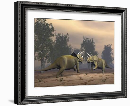 Confrontation Between Two Triceratops-null-Framed Art Print