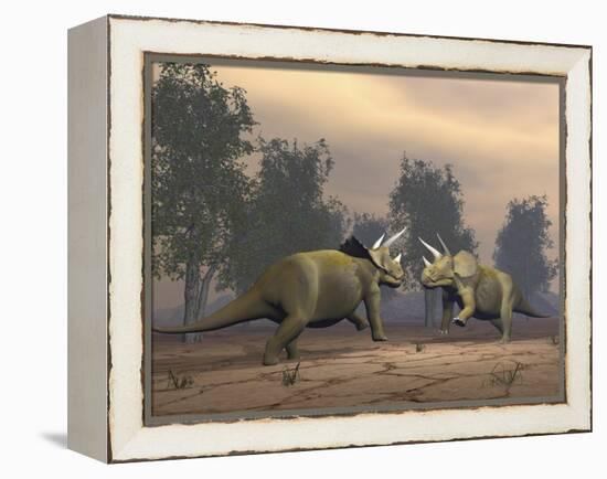 Confrontation Between Two Triceratops-null-Framed Stretched Canvas