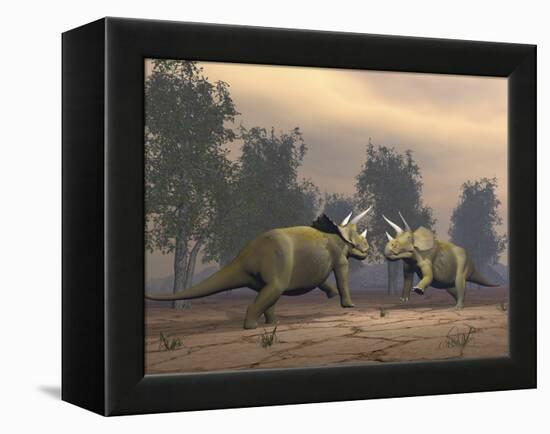 Confrontation Between Two Triceratops-null-Framed Stretched Canvas