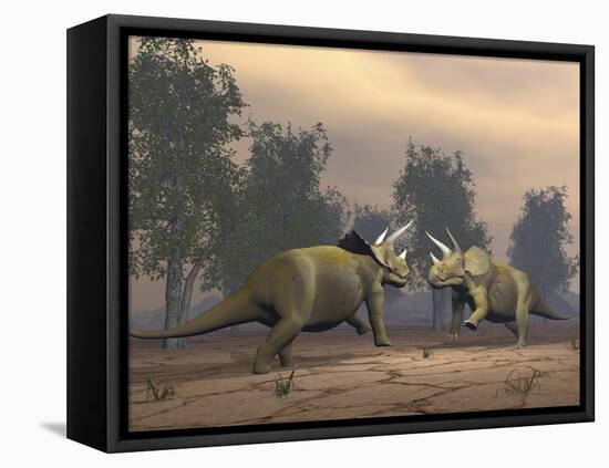 Confrontation Between Two Triceratops-null-Framed Stretched Canvas