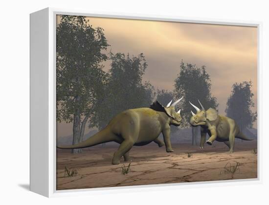 Confrontation Between Two Triceratops-null-Framed Stretched Canvas