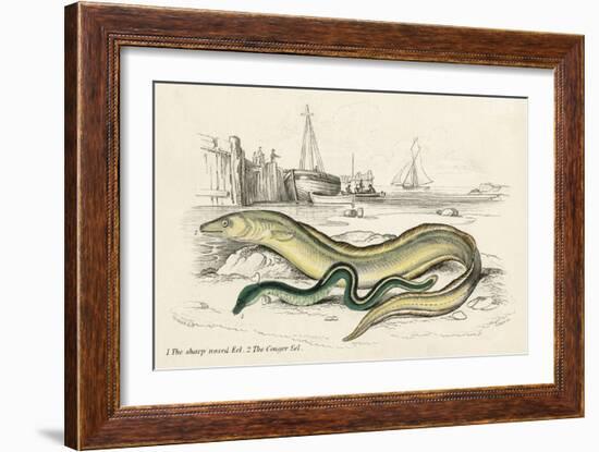 Conger Eel and Sharp Nosed-null-Framed Art Print