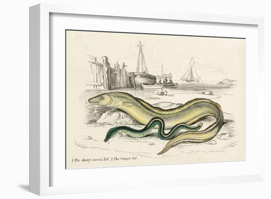 Conger Eel and Sharp Nosed-null-Framed Art Print