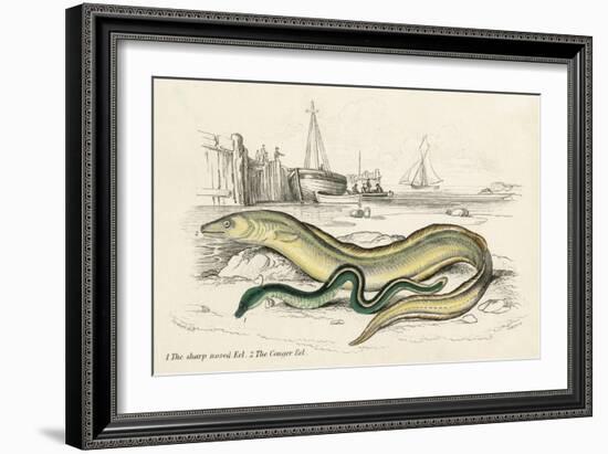 Conger Eel and Sharp Nosed-null-Framed Art Print