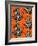 Congo Tree Frog Orange-Sharon Turner-Framed Art Print