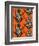 Congo Tree Frog Orange-Sharon Turner-Framed Art Print