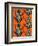 Congo Tree Frog Orange-Sharon Turner-Framed Art Print