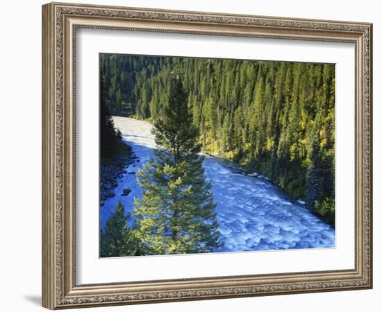 Conifer Forest Along River, Henrys Fork, Snake River, Targhee National Forest, Idaho, USA-Scott T. Smith-Framed Photographic Print