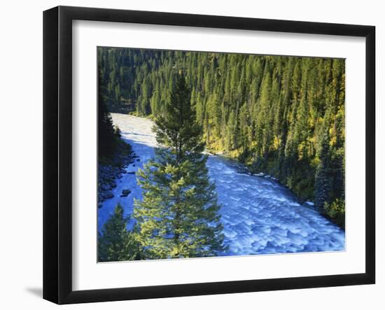 Conifer Forest Along River, Henrys Fork, Snake River, Targhee National Forest, Idaho, USA-Scott T. Smith-Framed Photographic Print