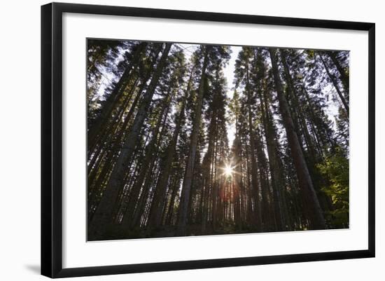 Conifer Plantation in Plymbridge Woods, Plymouth, Devon, England, United Kingdom, Europe-Nigel Hicks-Framed Photographic Print