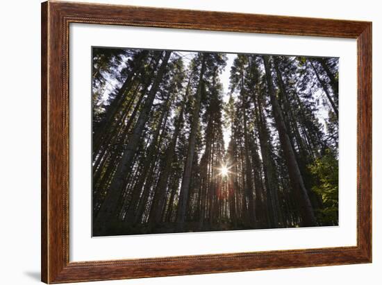 Conifer Plantation in Plymbridge Woods, Plymouth, Devon, England, United Kingdom, Europe-Nigel Hicks-Framed Photographic Print