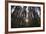 Conifer Plantation in Plymbridge Woods, Plymouth, Devon, England, United Kingdom, Europe-Nigel Hicks-Framed Photographic Print