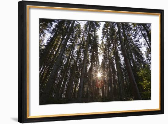 Conifer Plantation in Plymbridge Woods, Plymouth, Devon, England, United Kingdom, Europe-Nigel Hicks-Framed Photographic Print