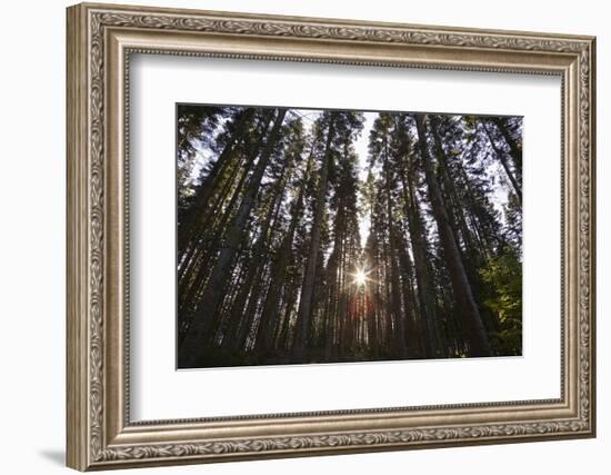 Conifer Plantation in Plymbridge Woods, Plymouth, Devon, England, United Kingdom, Europe-Nigel Hicks-Framed Photographic Print