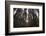 Conifer Plantation in Plymbridge Woods, Plymouth, Devon, England, United Kingdom, Europe-Nigel Hicks-Framed Photographic Print