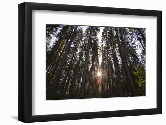 Conifer Plantation in Plymbridge Woods, Plymouth, Devon, England, United Kingdom, Europe-Nigel Hicks-Framed Photographic Print