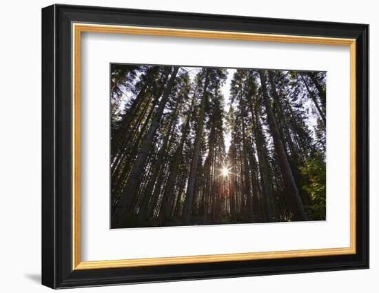 Conifer Plantation in Plymbridge Woods, Plymouth, Devon, England, United Kingdom, Europe-Nigel Hicks-Framed Photographic Print