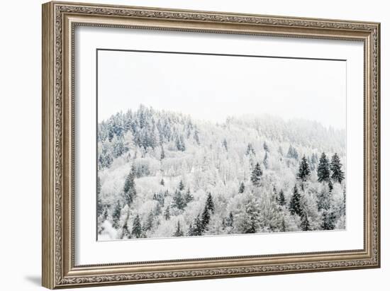 Conifer trees in the Austrian Alps dusted with snow, Austria, Europe-Alex Treadway-Framed Photographic Print