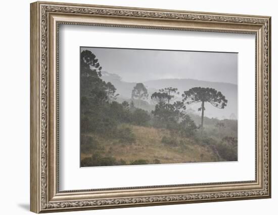 Coniferous Araucaria Pine Trees in the Rain in Santa Catarina, Brazil-Alex Saberi-Framed Photographic Print