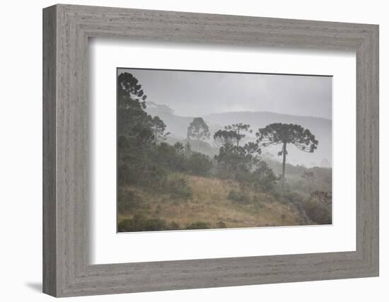 Coniferous Araucaria Pine Trees in the Rain in Santa Catarina, Brazil-Alex Saberi-Framed Photographic Print